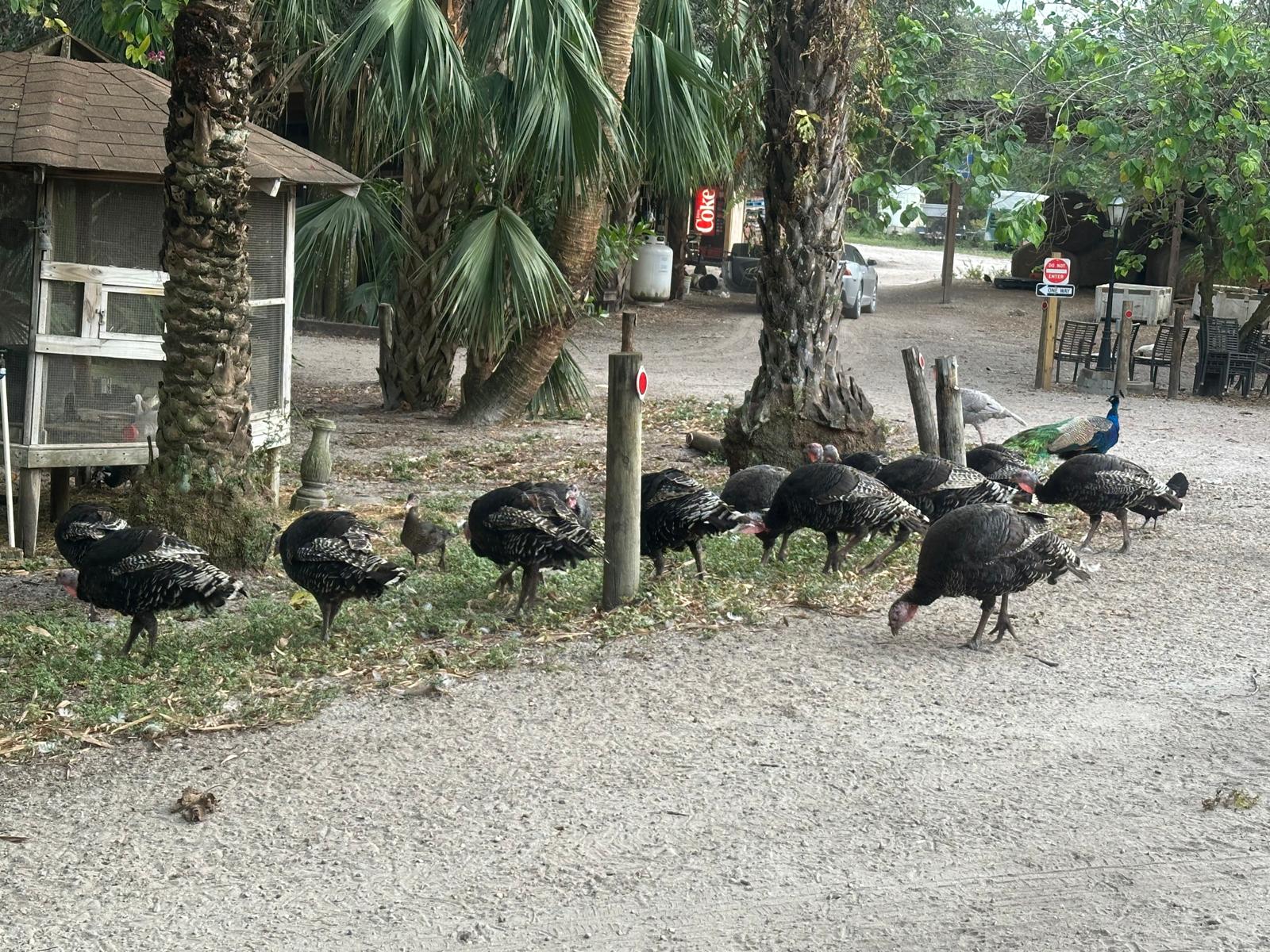 Turkies